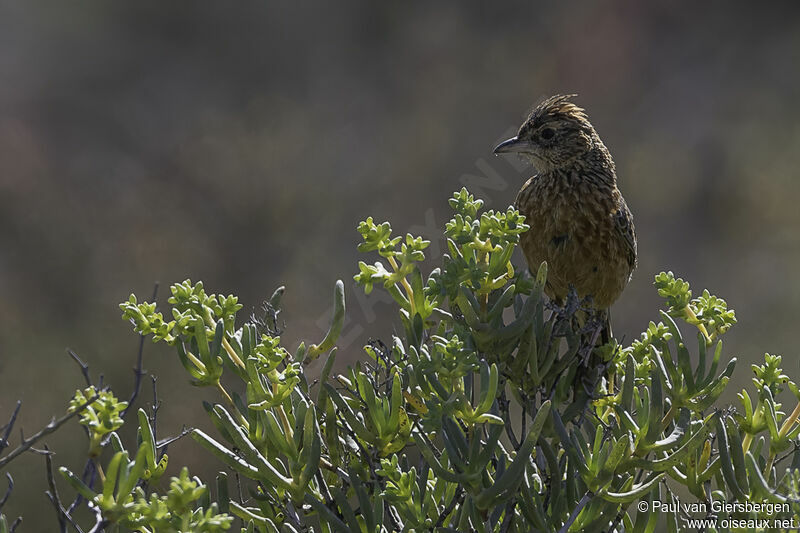 Cape Clapper Larkadult