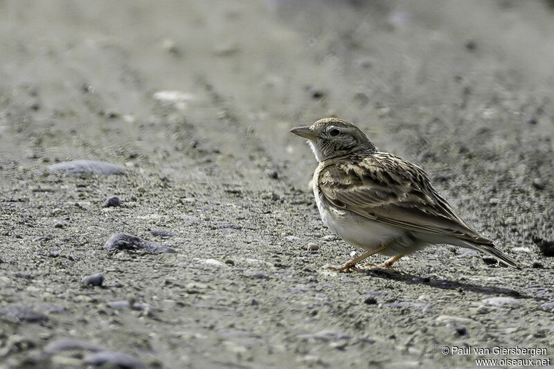 Greater Short-toed Larkadult