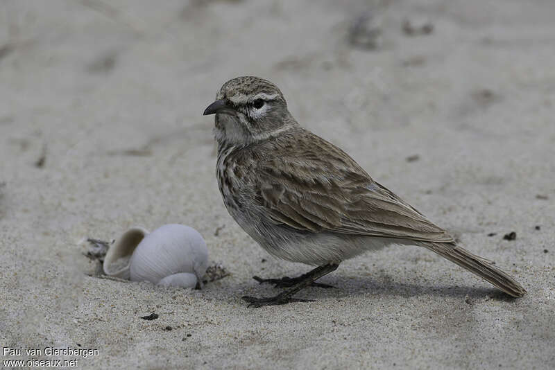 Barlow's Larkadult