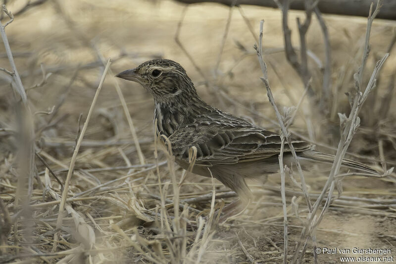 Singing Bush Larkadult, identification