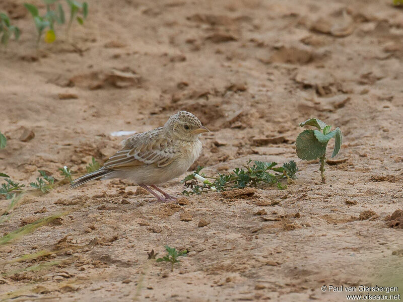 Alouette de Javajuvénile, identification