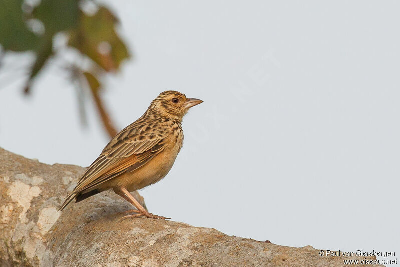 Jerdon's Bush Lark