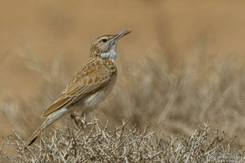 Somali Lark