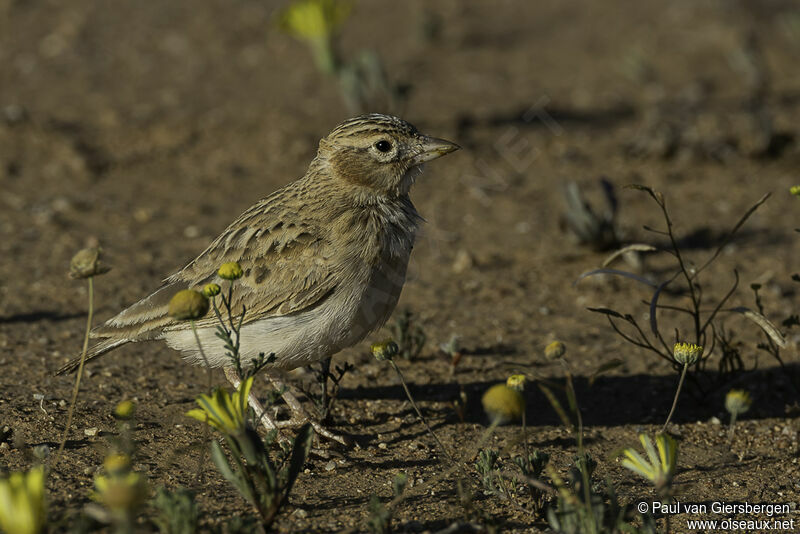 Stark's Larkadult