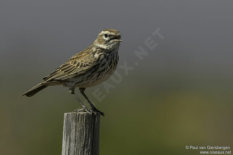 Karoo Lark