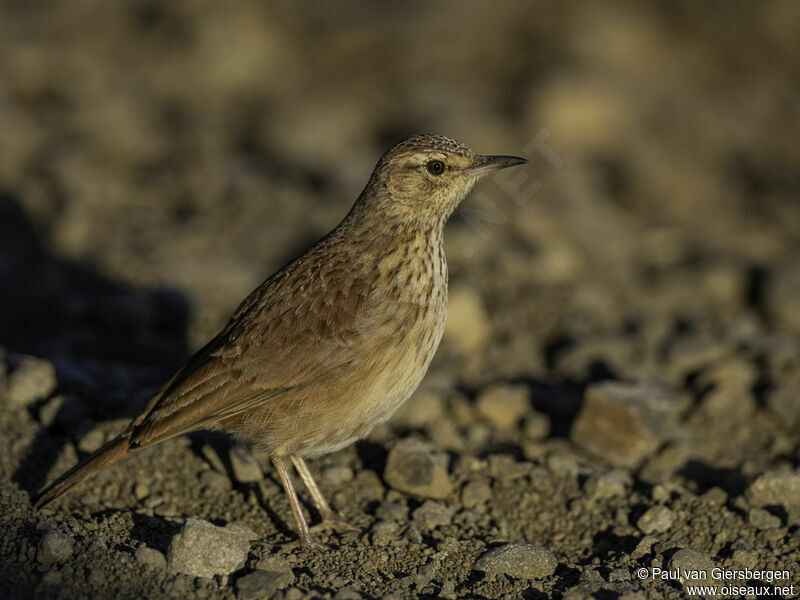 Eastern Long-billed Larkadult