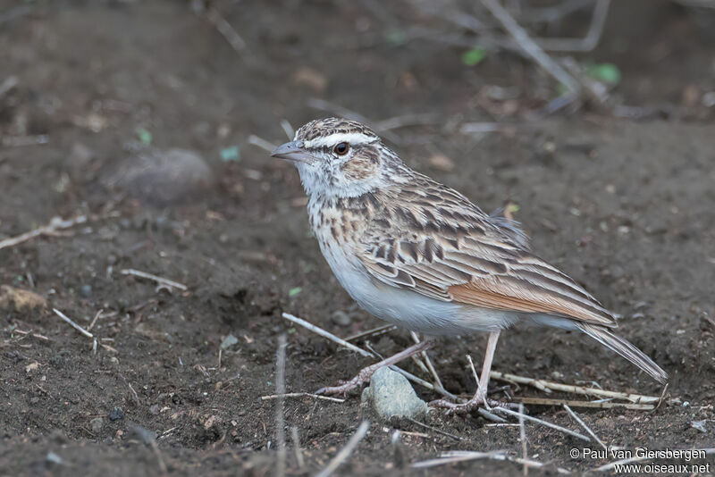 Fawn-colored Larkadult