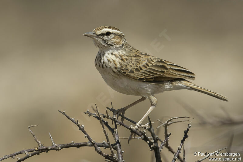 Fawn-colored Larkadult