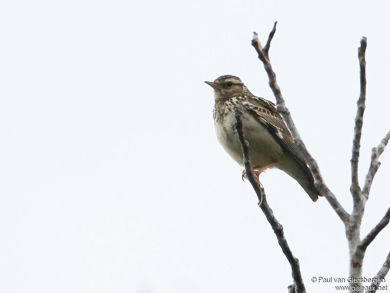 Woodlarkadult