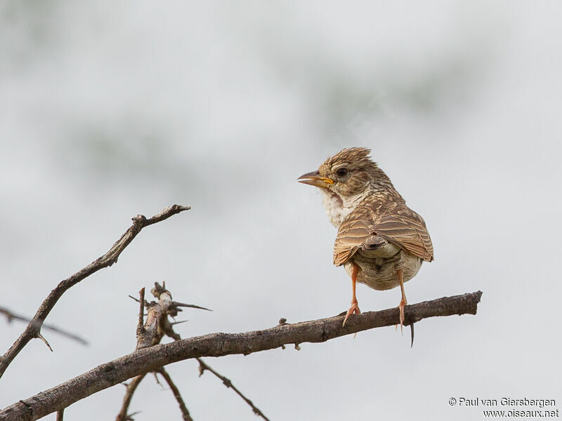 Monotonous Lark