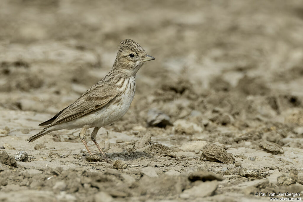 Alouette raytaladulte