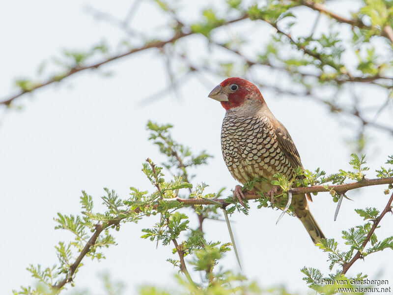 Red-headed Finch