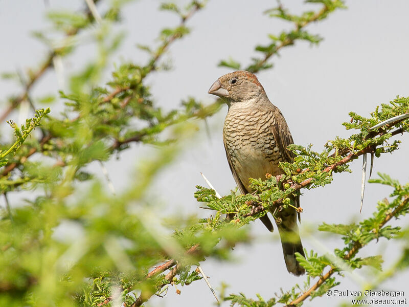 Red-headed Finch