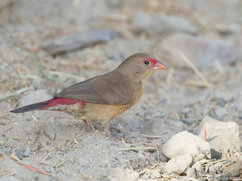 Red-billed Firefinch