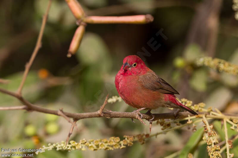 Red-billed Firefinch male adult breeding, habitat