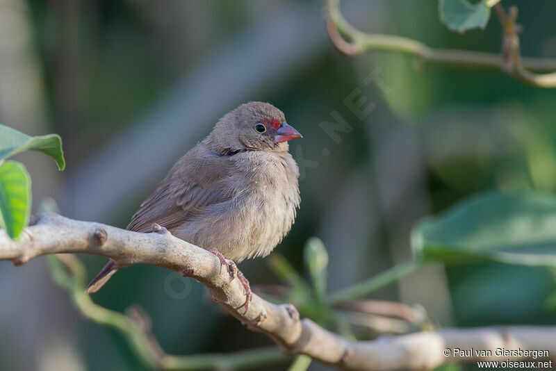 Red-billed Firefinch