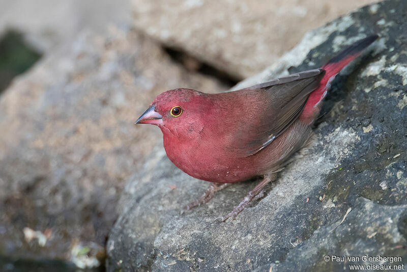 Red-billed Firefinch male adult