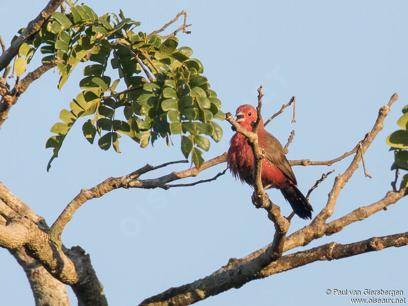 African Firefinch