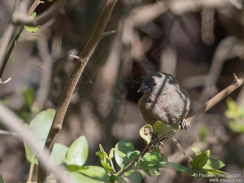 Brown Firefinch