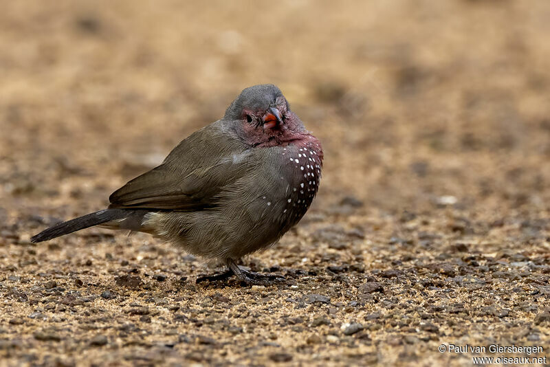 Brown Firefinch male adult