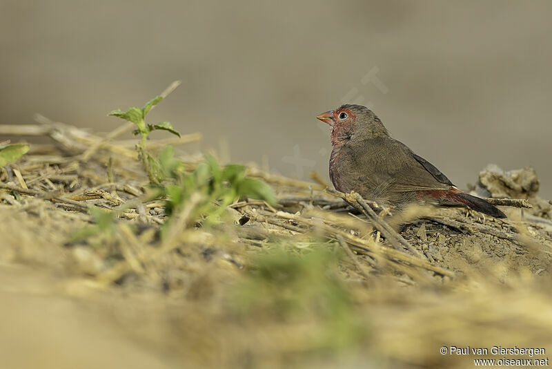 Bar-breasted Firefinchadult