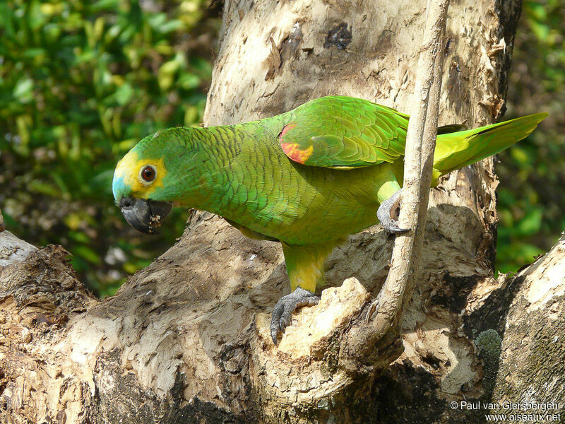 Amazone à front bleuadulte