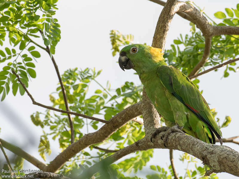 Yellow-naped Amazonadult, identification