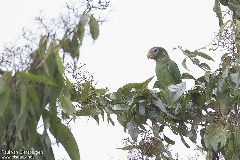 Amazone sasabéadulte, identification