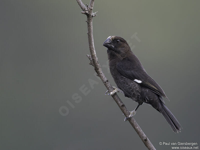 Thick-billed Weaver male adult