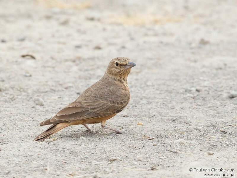 Rufous-tailed Lark