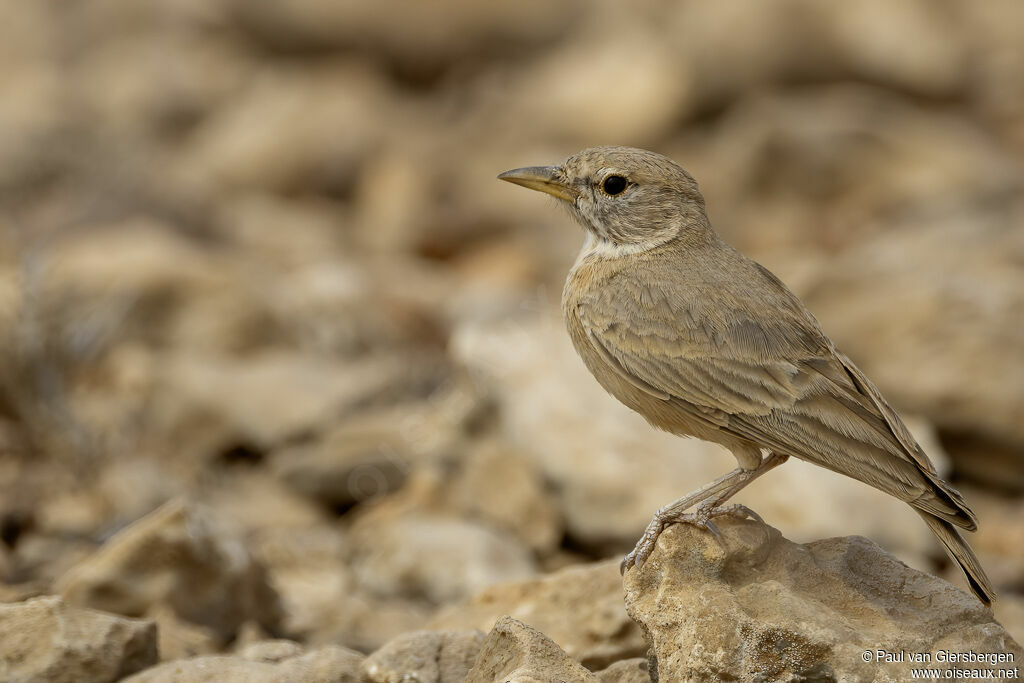 Ammomane isabellineadulte