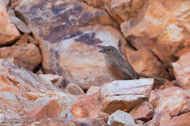 Amytis kalkadoon femelle adulte, identification