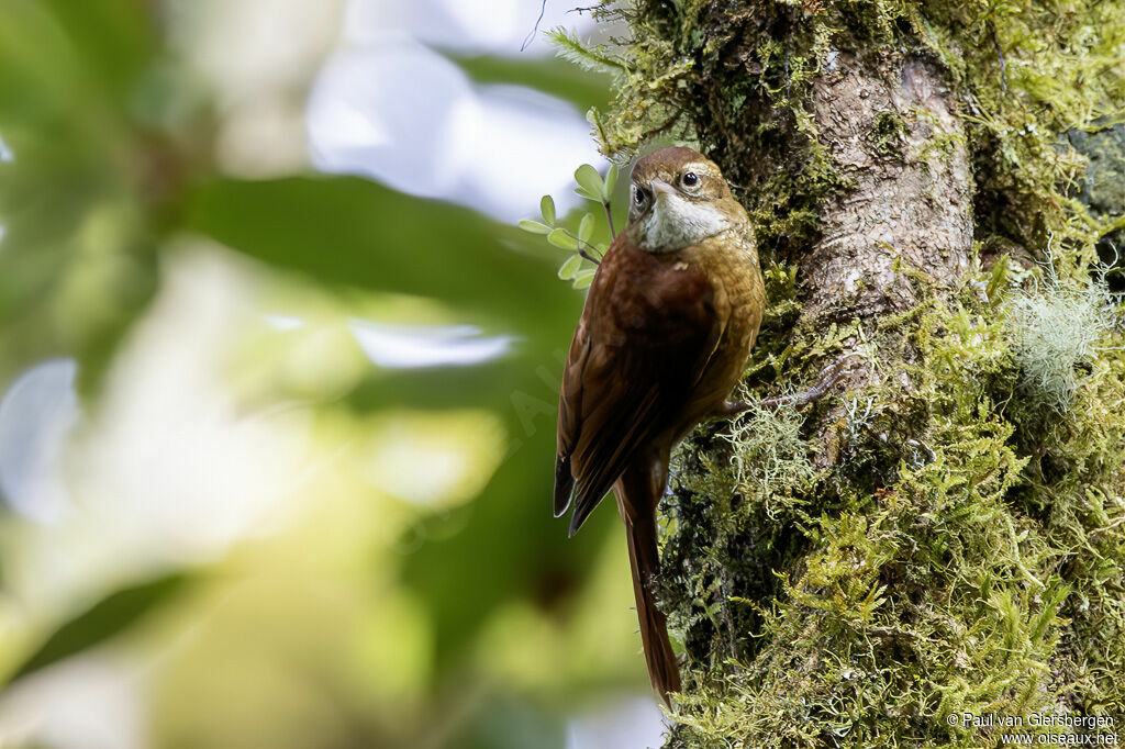 Anabasitte rousseadulte