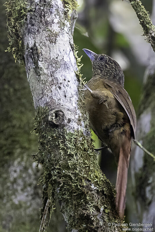 Black-billed Treehunteradult