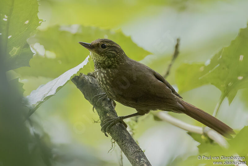 Buff-browed Foliage-gleaneradult