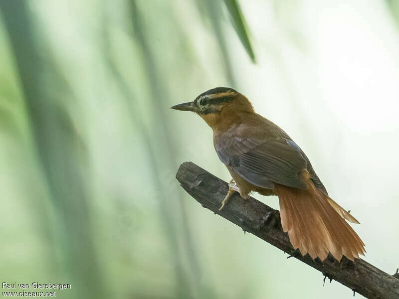 Black-capped Foliage-gleaneradult, identification