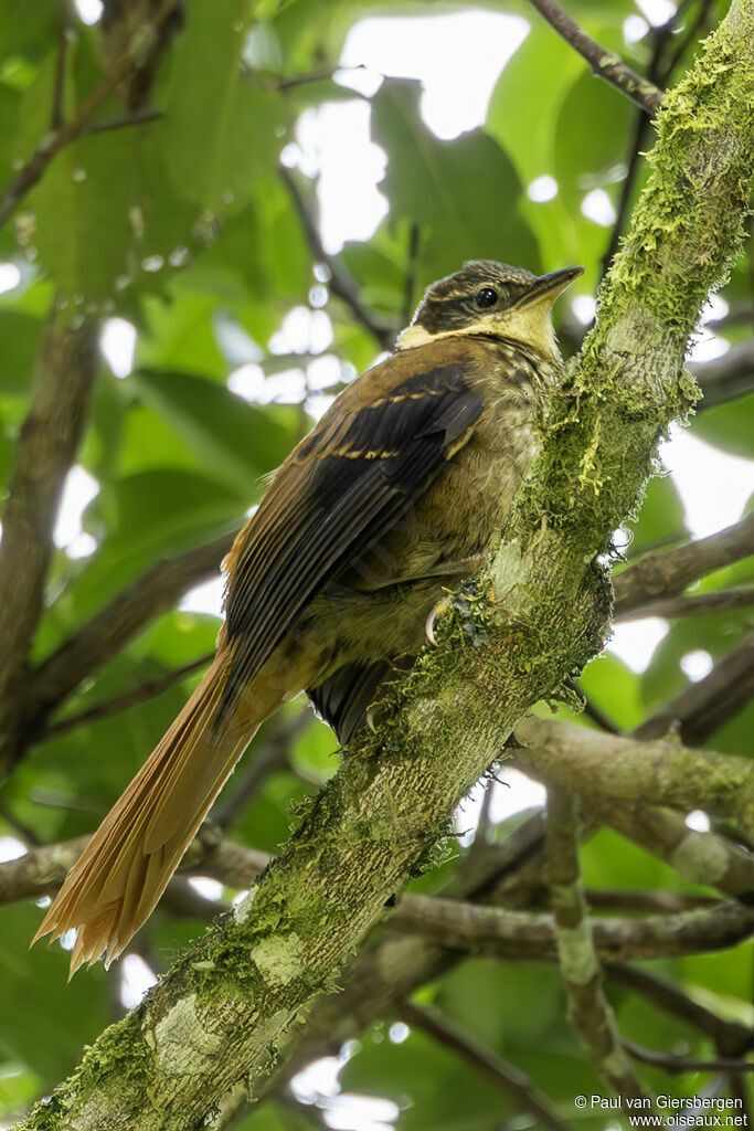 Anabate chamoisadulte