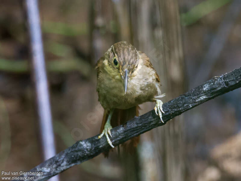 Anabate du Chiriquiadulte, portrait