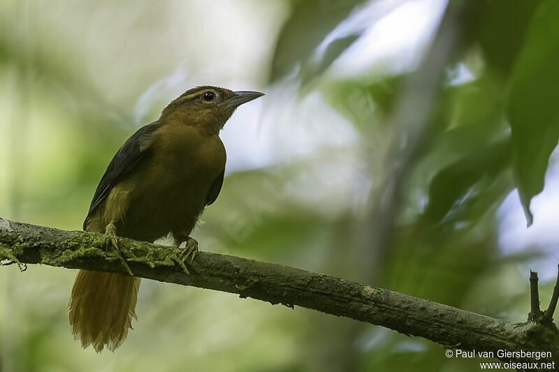 Cinnamon-rumped Foliage-gleaneradult