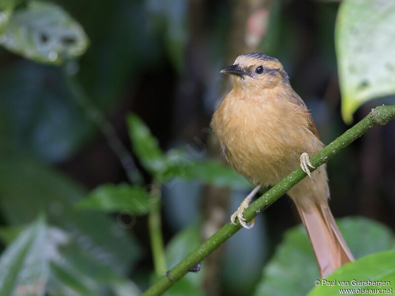 Buff-fronted Foliage-gleaner