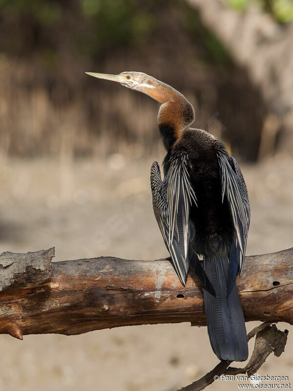 African Darteradult