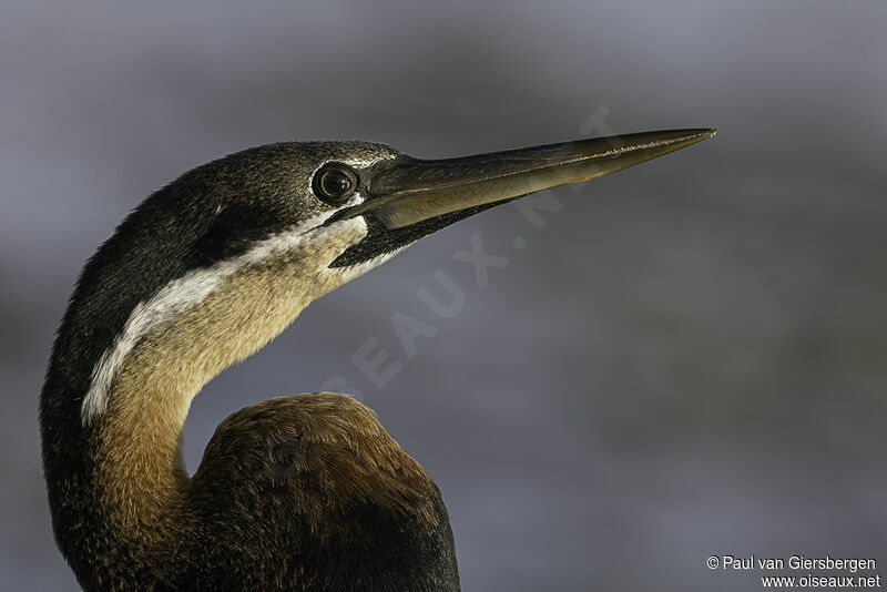 Anhinga d'Afriqueadulte