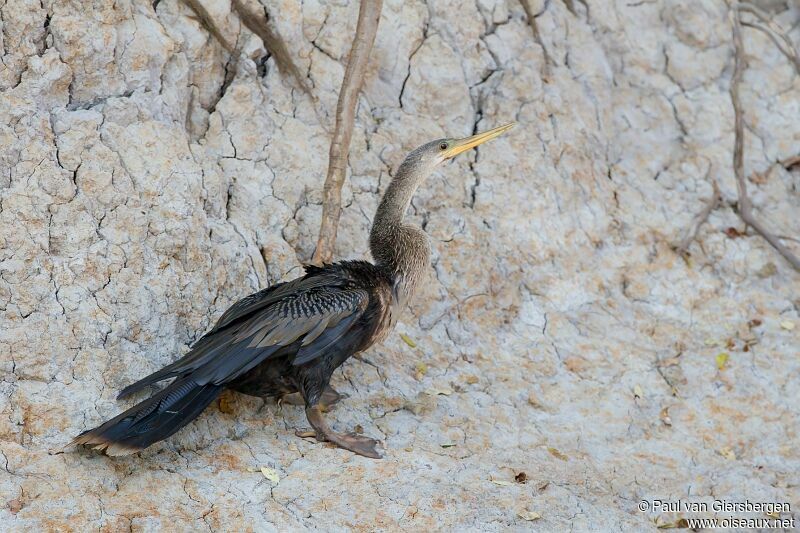 Anhinga d'Amérique