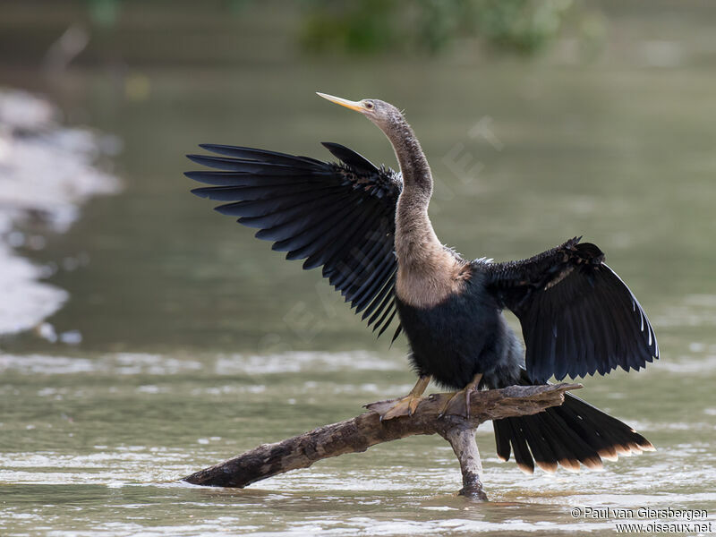 Anhinga d'Amérique femelle adulte