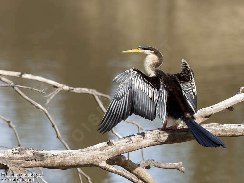 Anhinga d'Australie femelle, Comportement