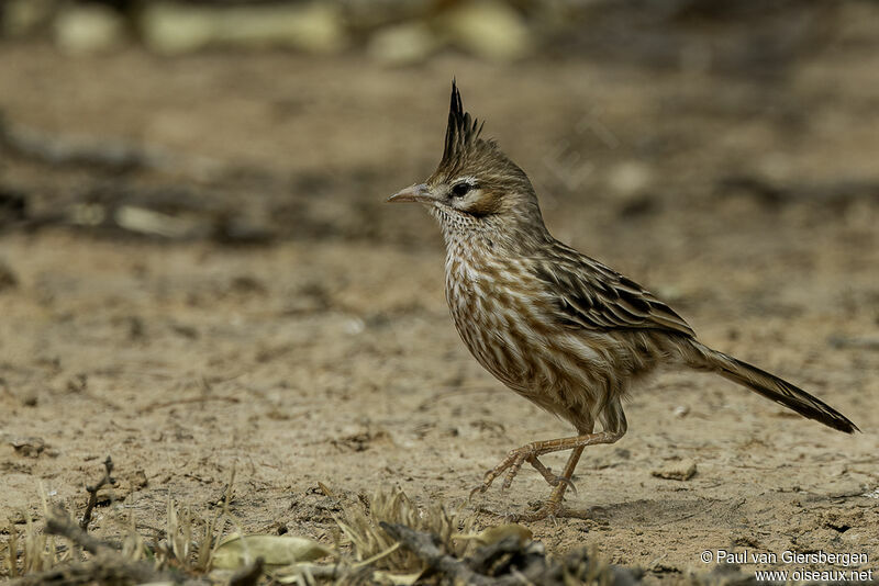 Lark-like Brushrunneradult