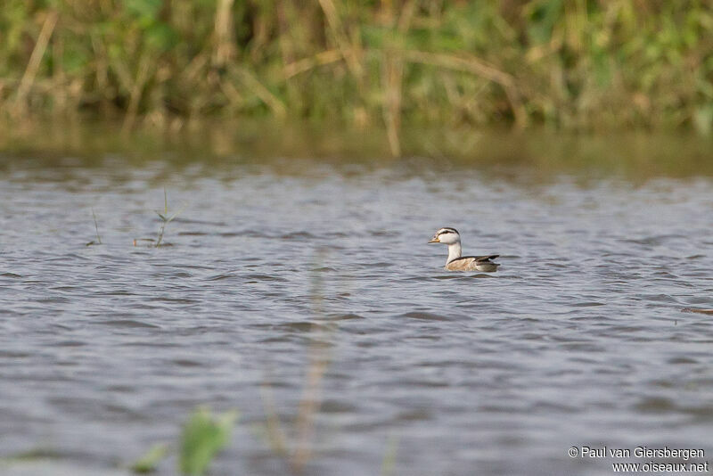 Cotton Pygmy Goose