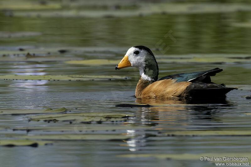 African Pygmy Goose male adult