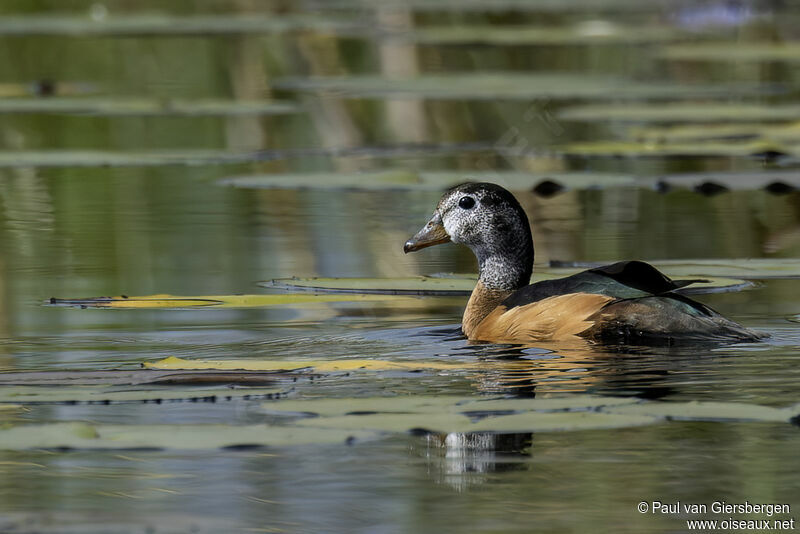 African Pygmy Goose female adult