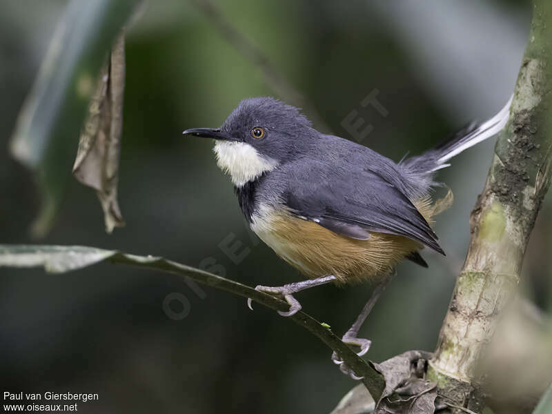 Black-collared Apalisadult, identification